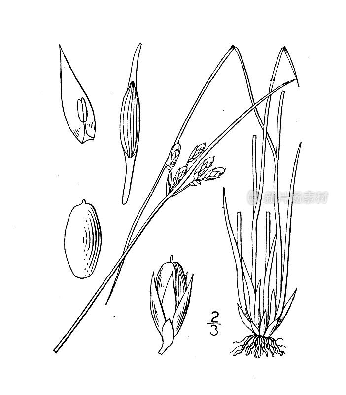 仿古植物学植物插图:Juncus Vaseyi, Vasey的Rush